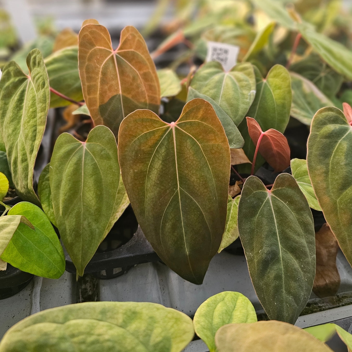 Anthurium – Amazon Garden Thailand