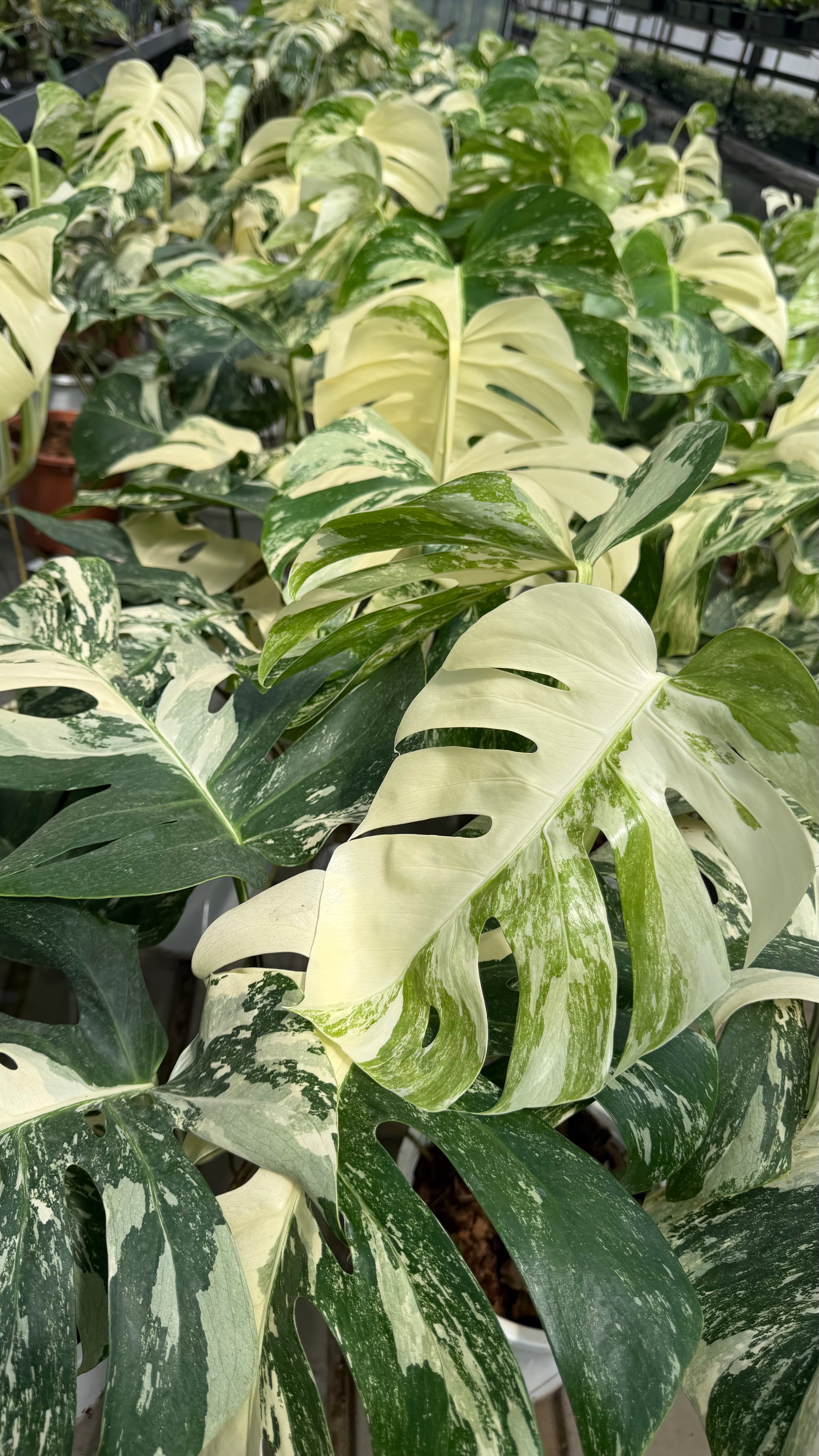 golden saw philodendron Philodendron Golden Saw | Aroid House Plants main image 1