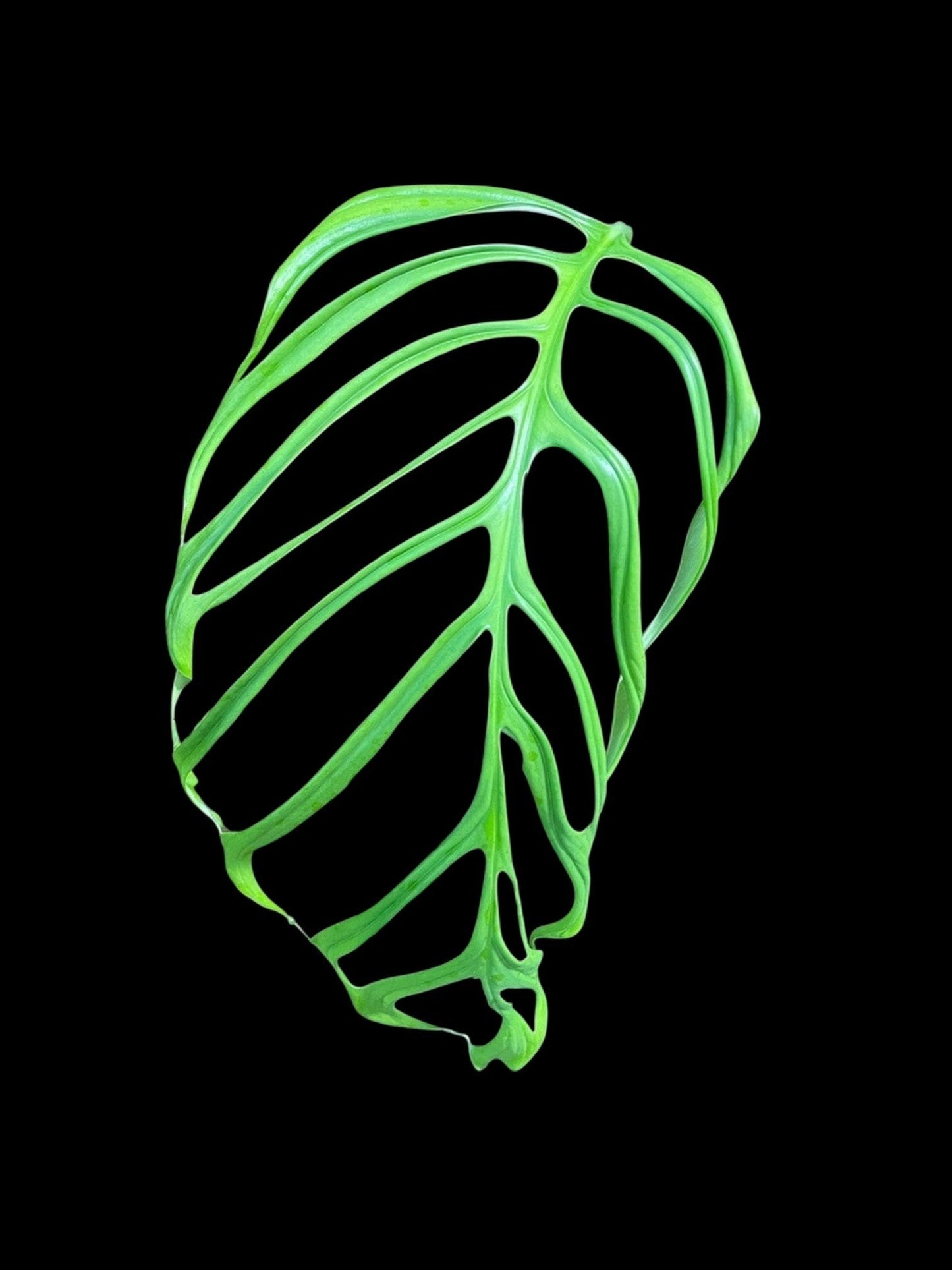Monstera obliqua Filamentous (L)