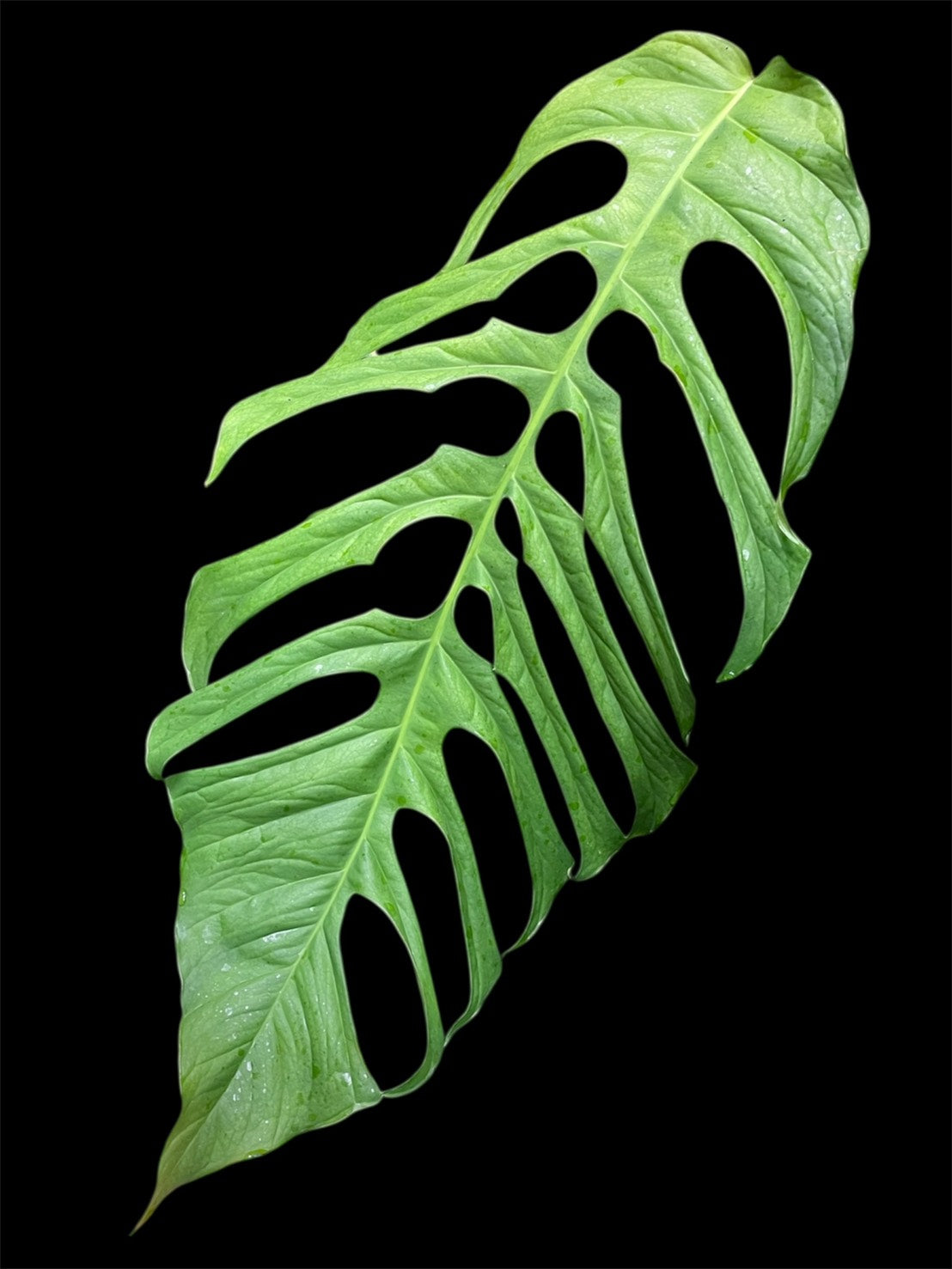 Monstera filamentosa (S)