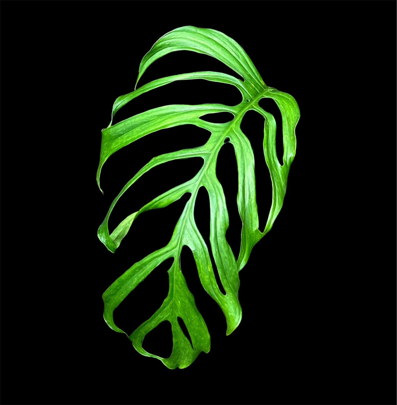 Monstera gracilis B