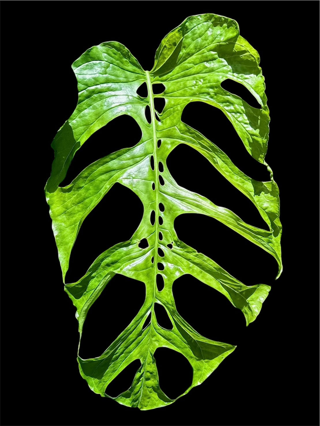 Monstera membranacea madison