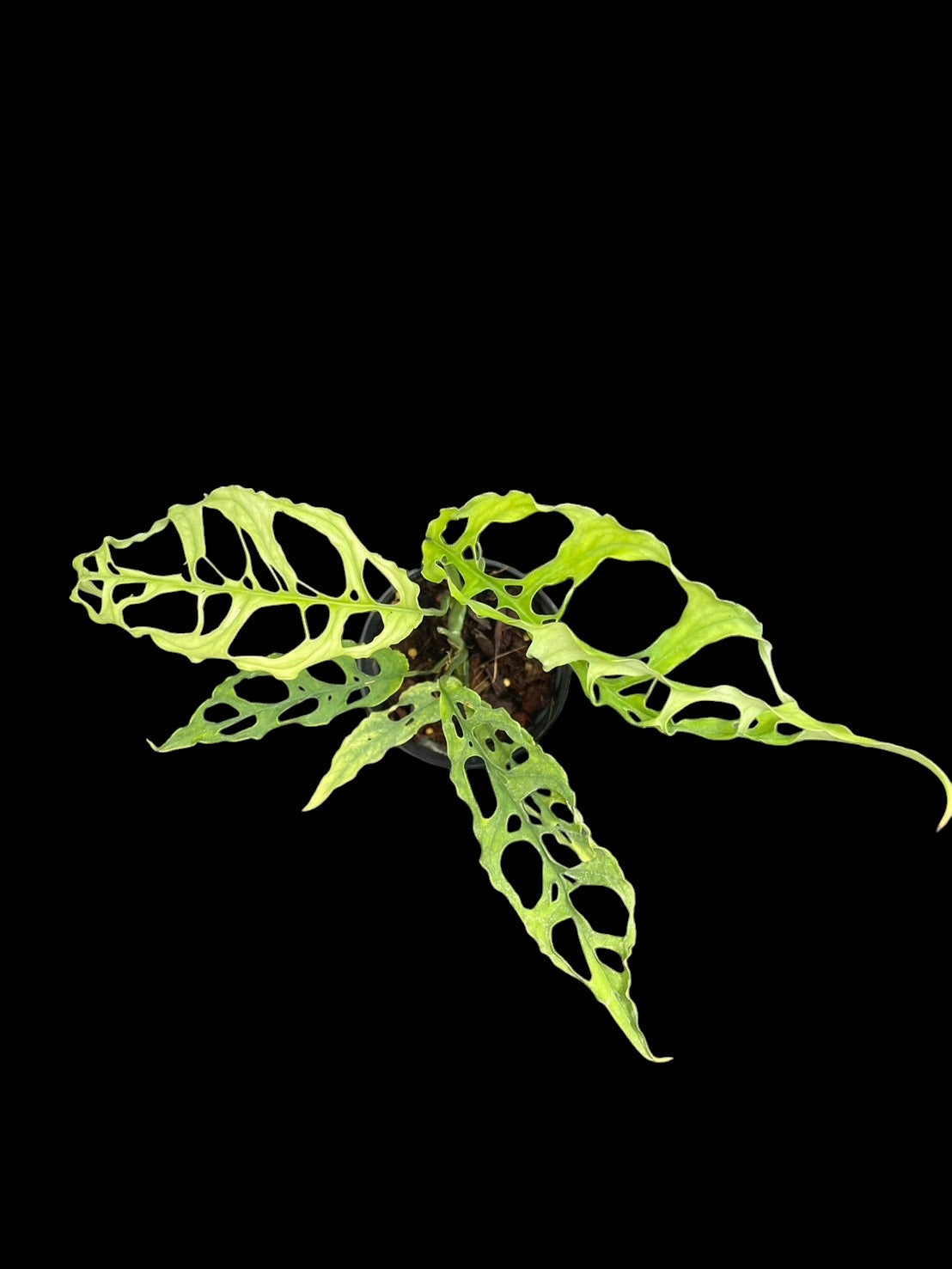 Monstera obliqua Peru