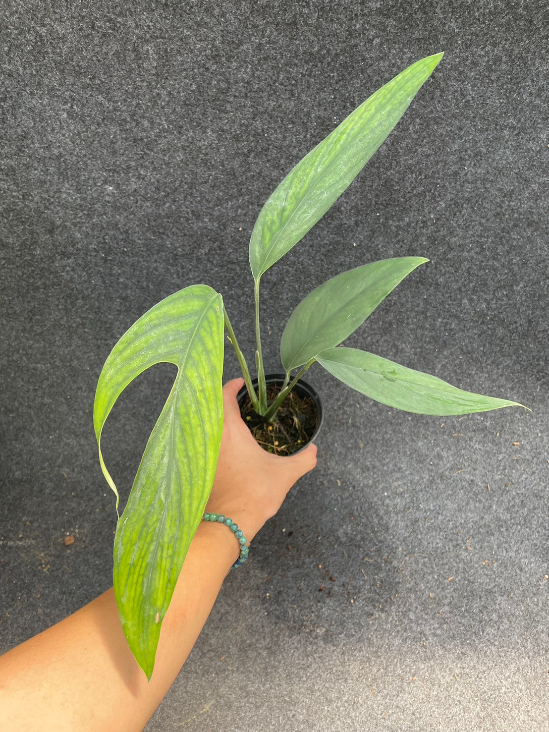 Monstera croatii (S)