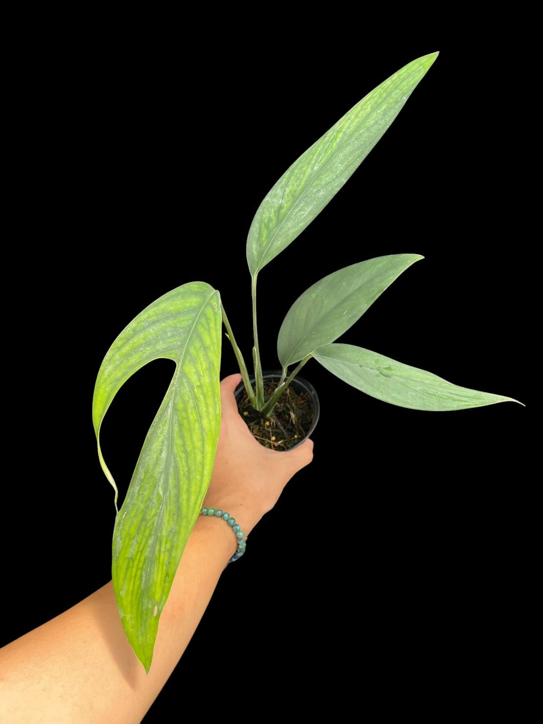 Monstera croatii (S)