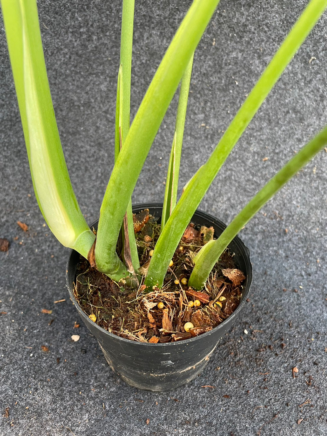 Monstera burle marx flame (M)