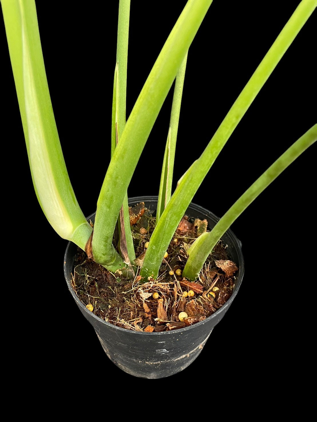 Monstera burle marx flame (M)