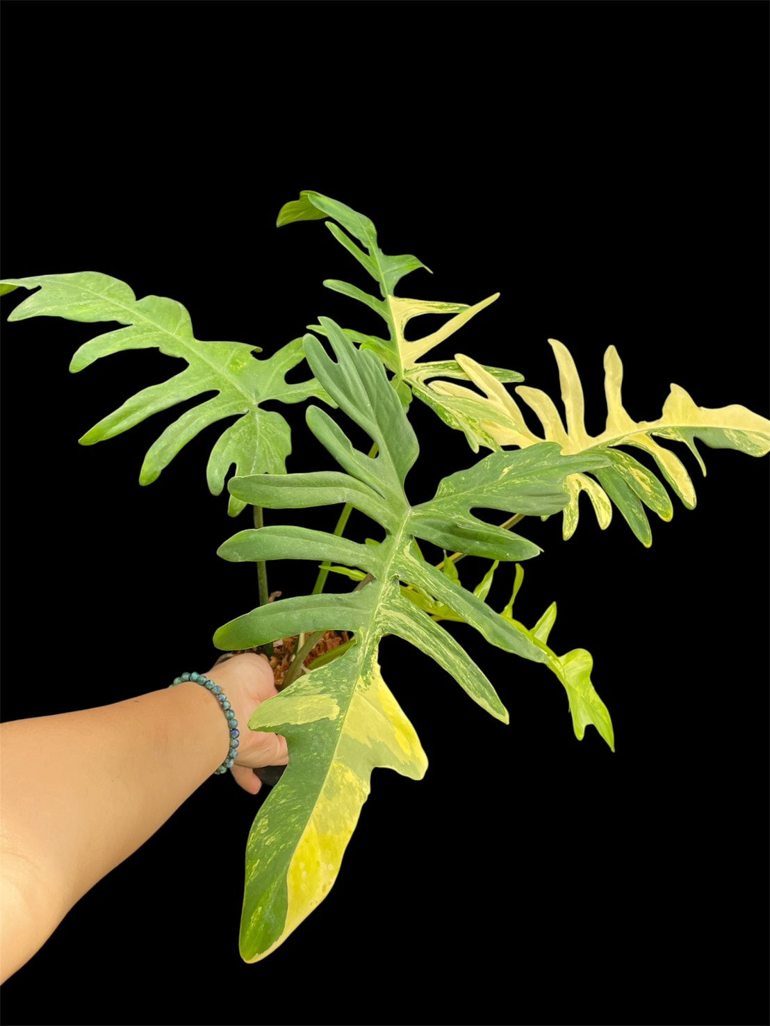 Philodendron 'Kitina' - Florida Beauty x mayoi (M)