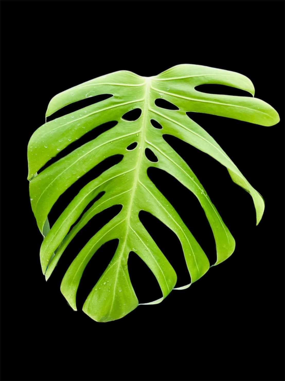 Monstera deliciosa var sierrana Mexico