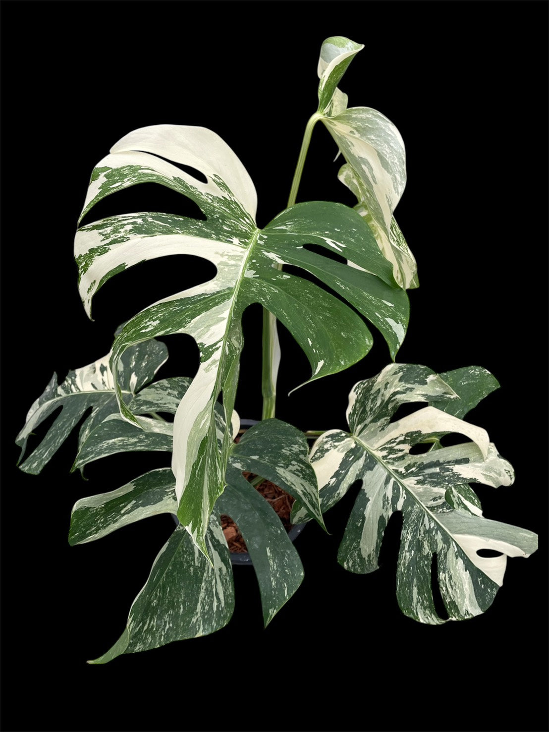 Monstera deliciosa albo holland 'Premium' (L)
