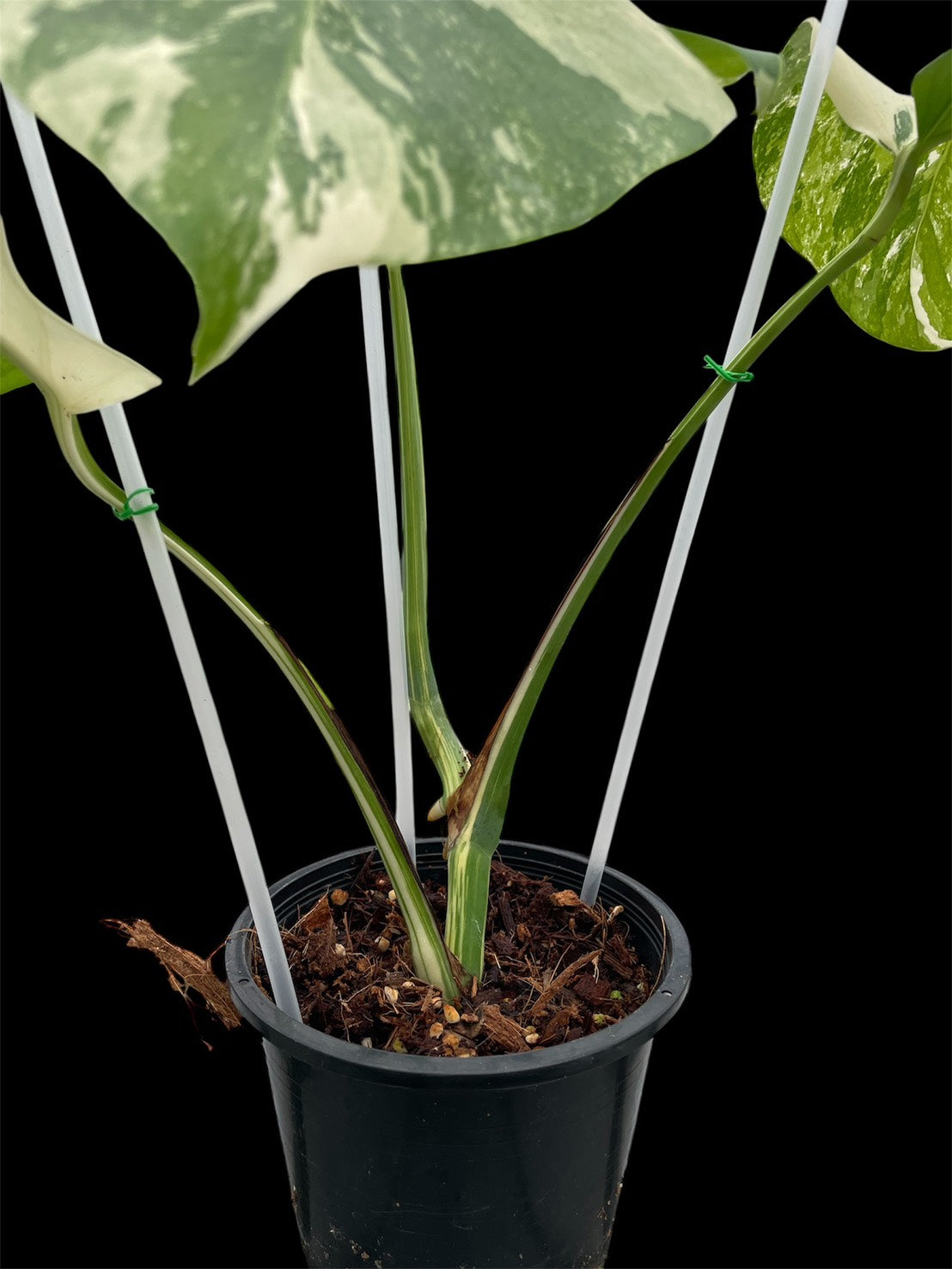 Monstera deliciosa albo Holland (S)