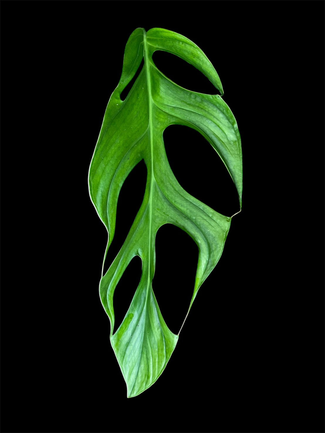 Monstera obliqua sp Colombia (M)