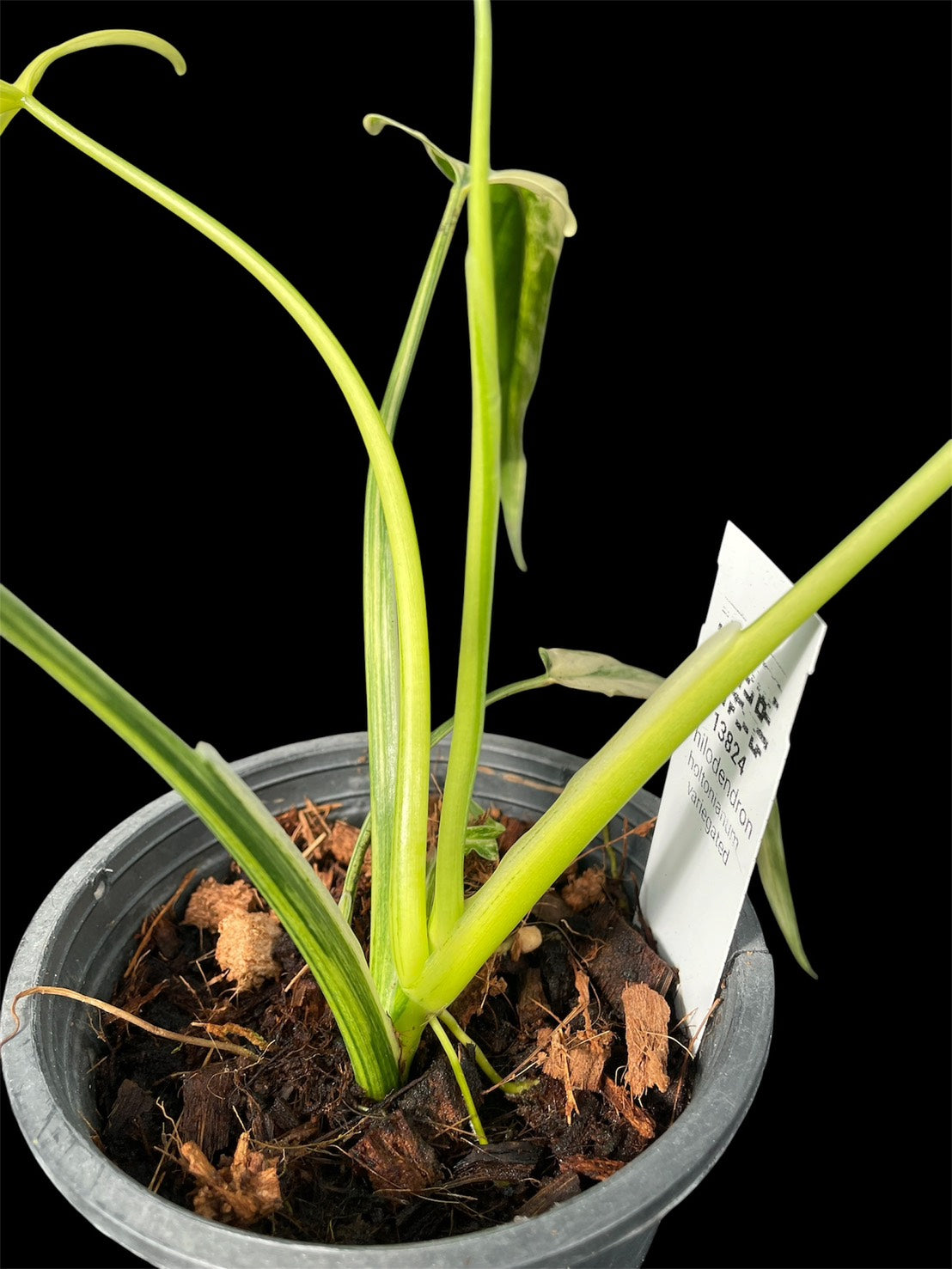 Philodendron holtonianum variegated