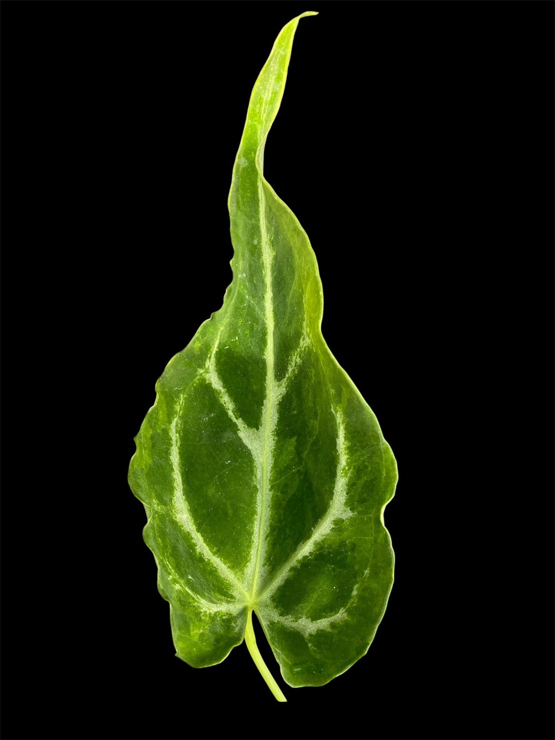 Anthurium White Lava