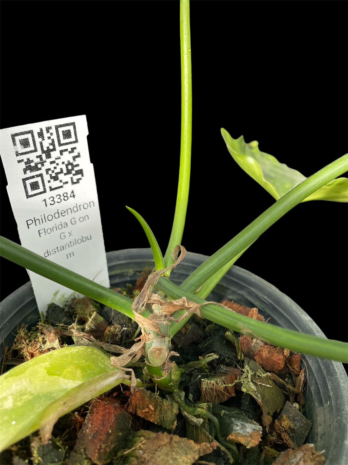 Philodendron Florida x distantilobum green on green