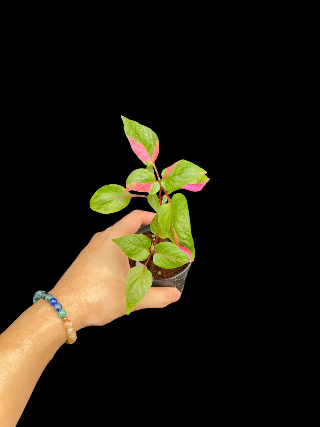 Alternanthera ficoidea