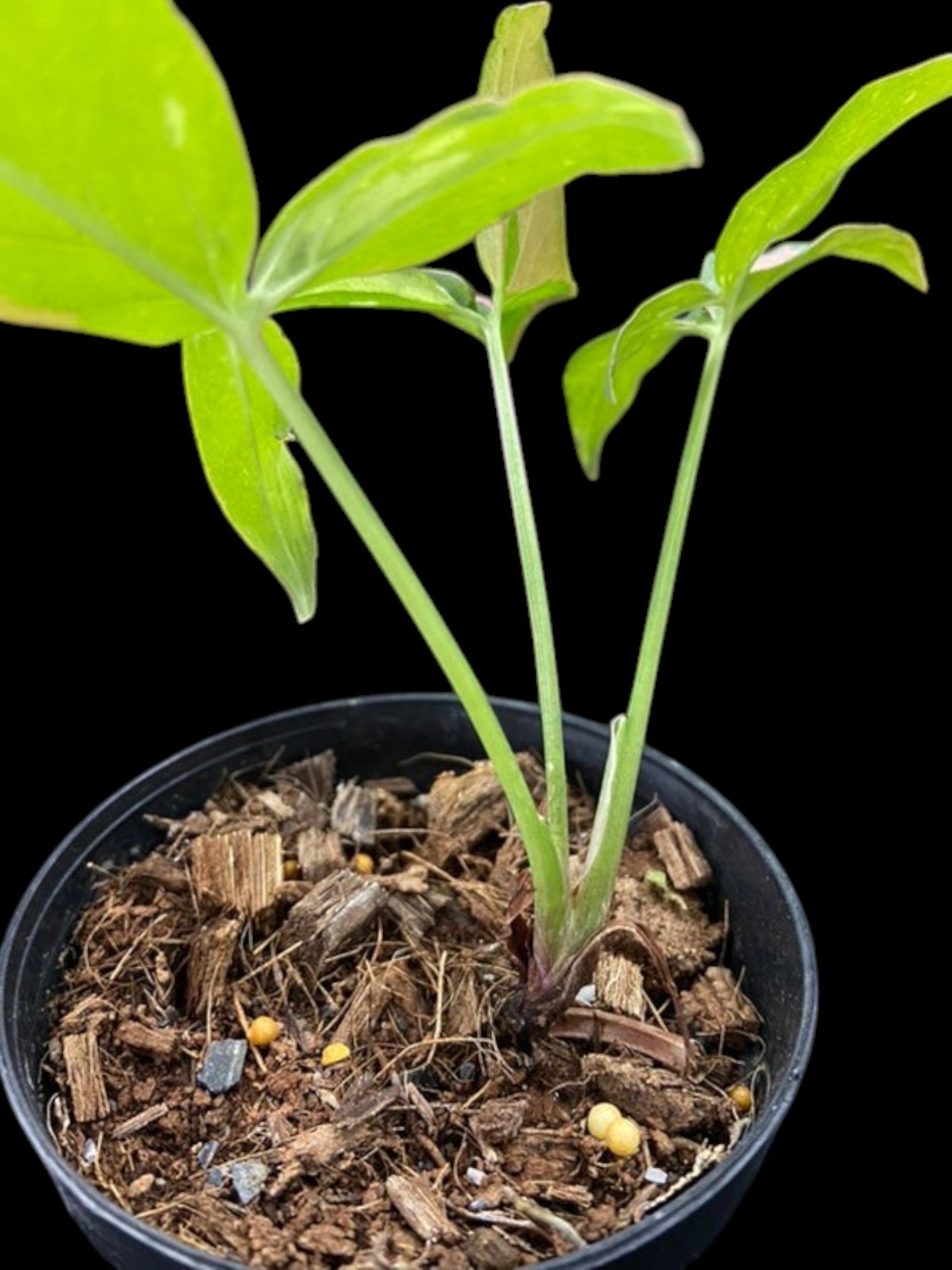 Syngonium Red Spot Tricolor