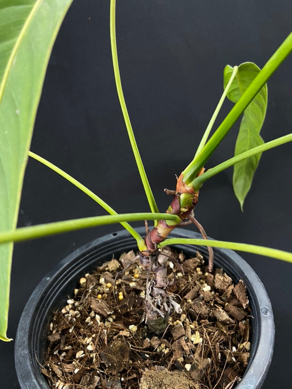 Philodendron heterocraspedon