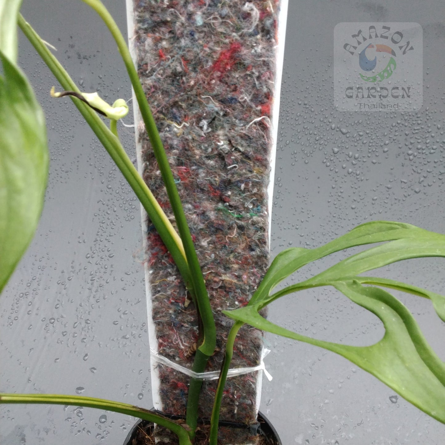 Monstera obliqua los tayos