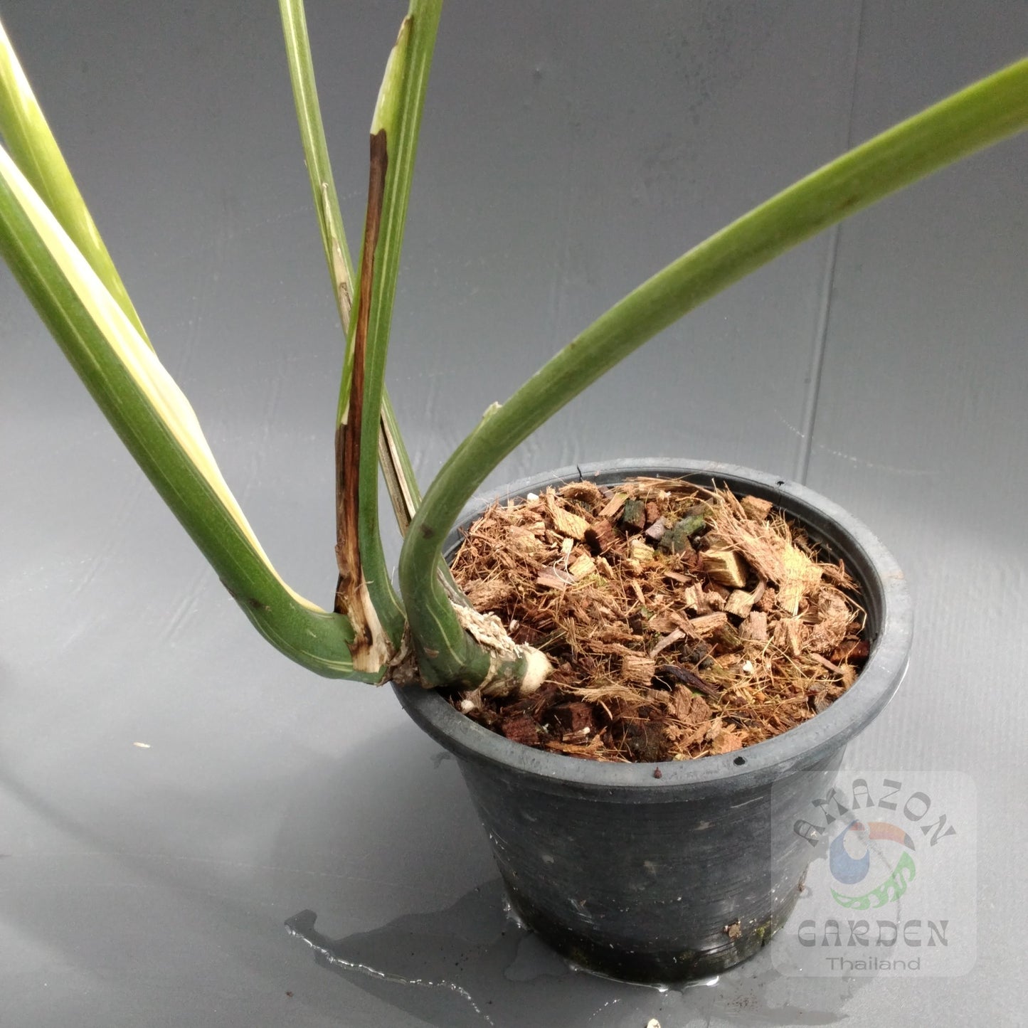 Monstera Thai Constellation