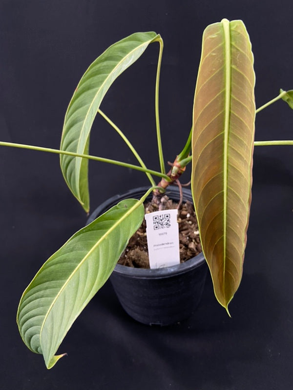 Philodendron heterocraspedon