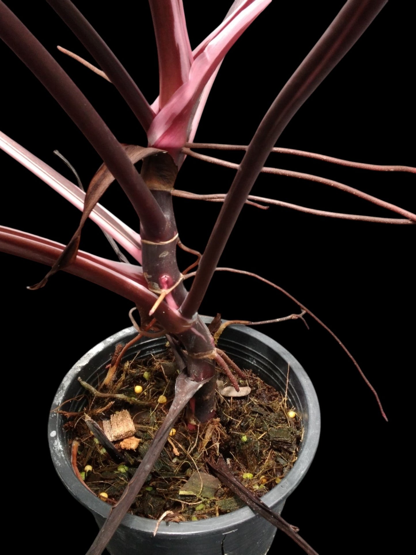 Philodendron Red Anderson