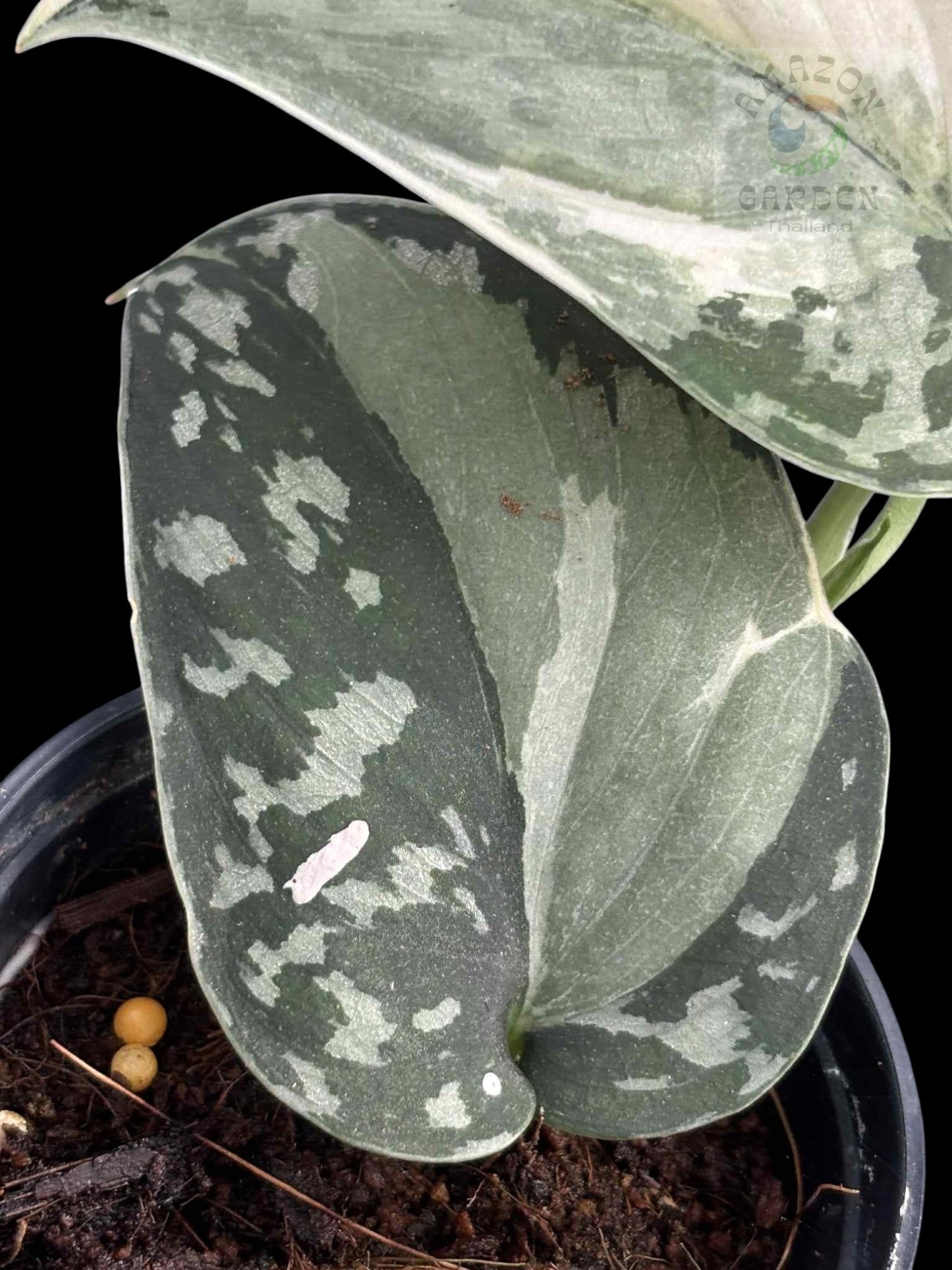 Scindapsus Mayari