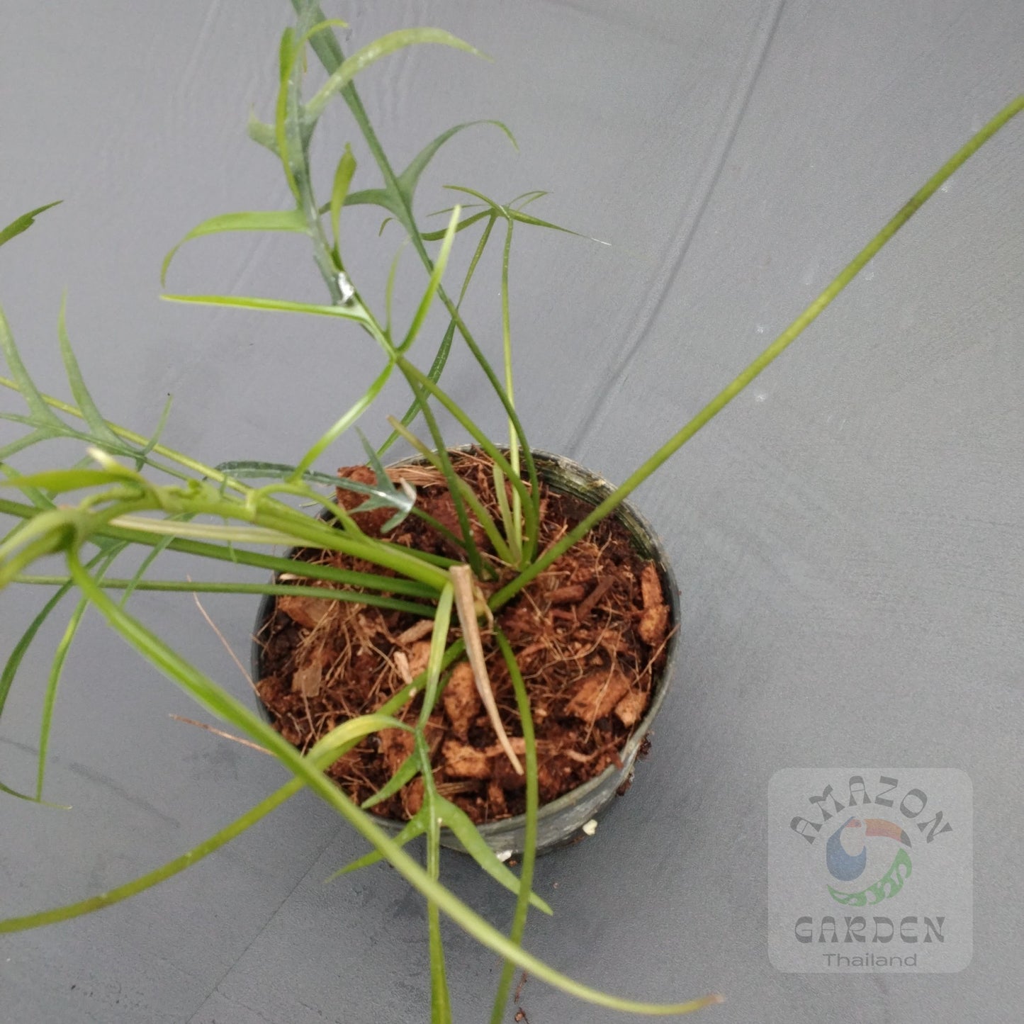 Philodendron polypodioides