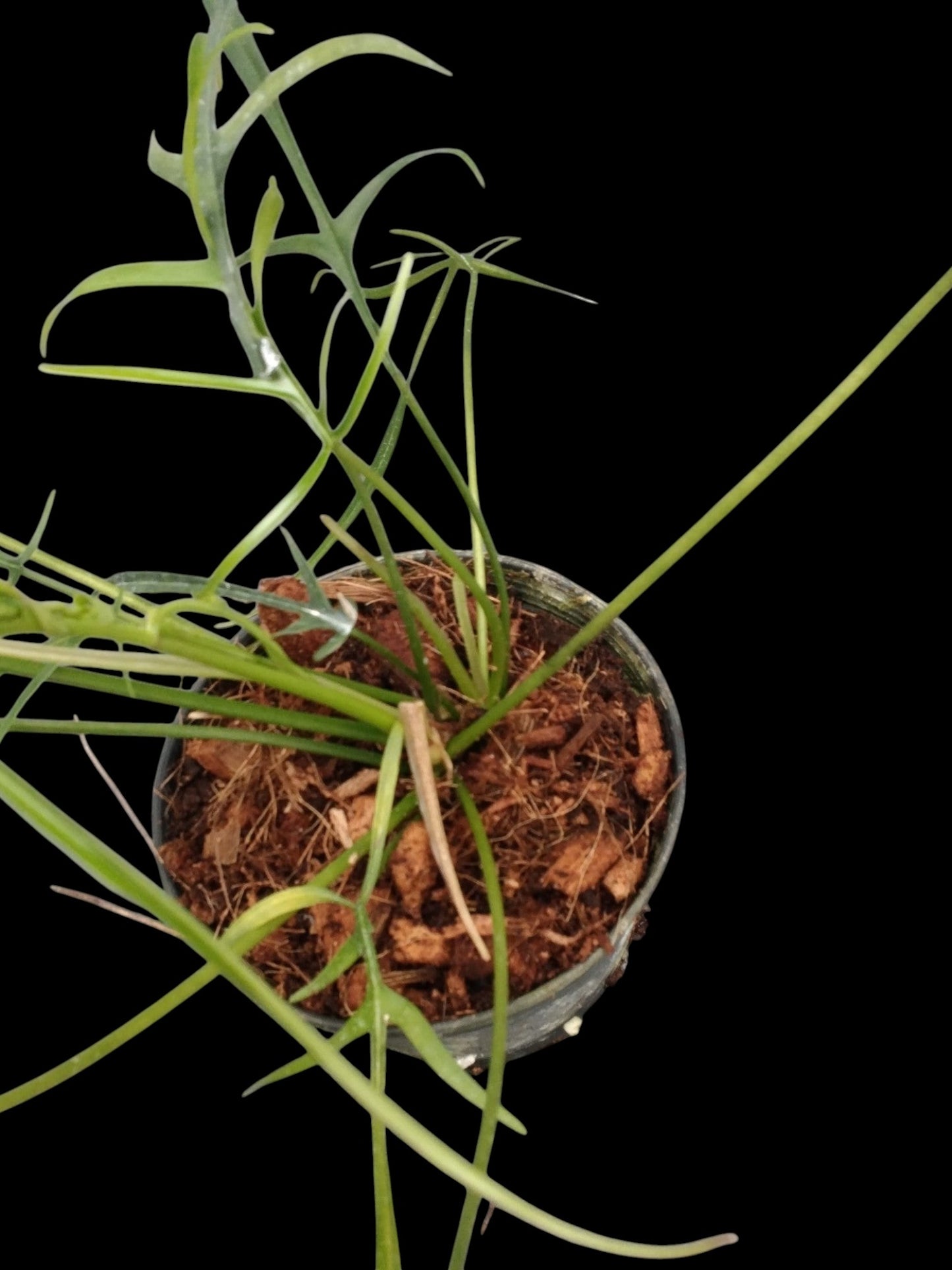 Philodendron polypodioides