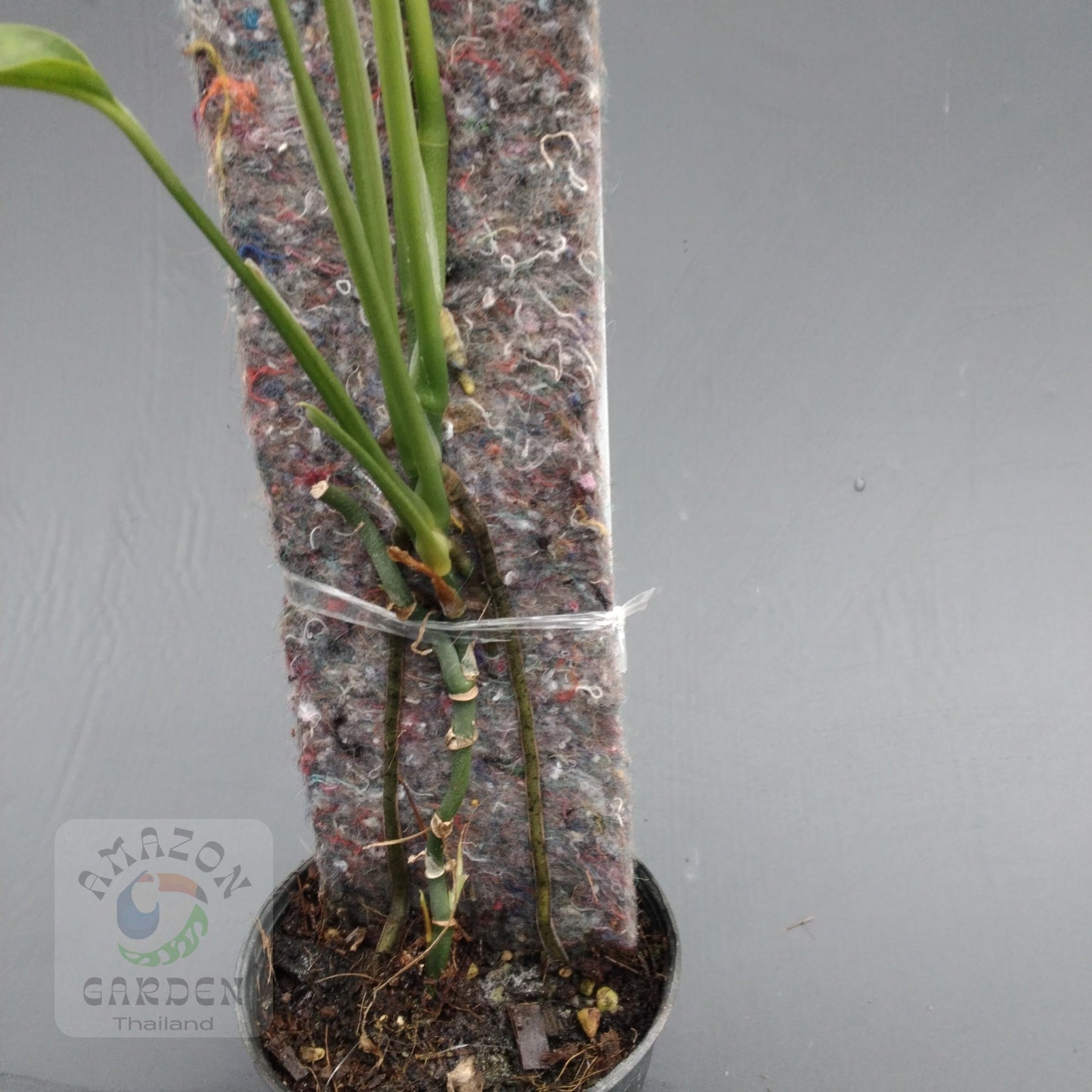 Monstera obliqua yasuni (medium)