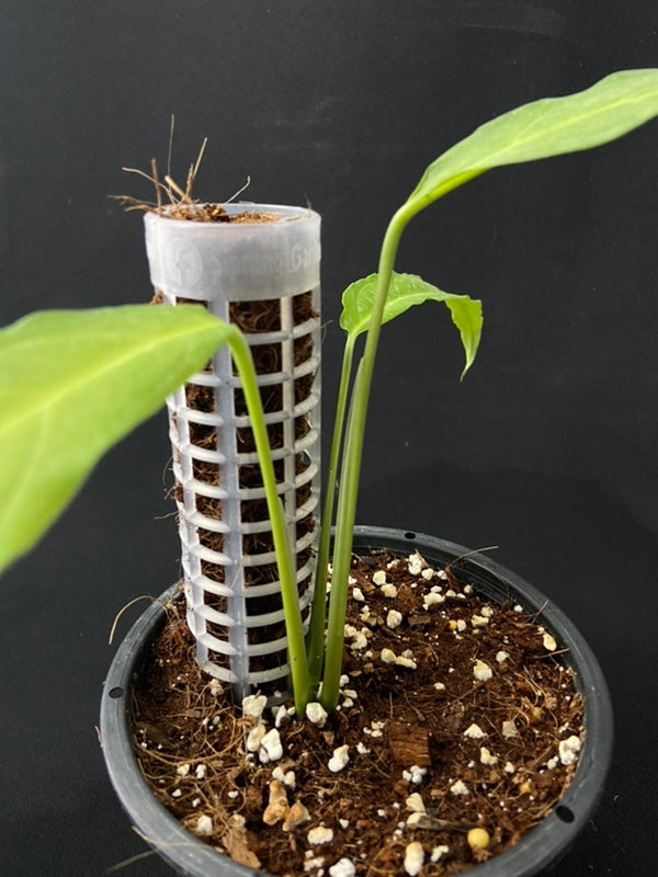 Monstera obliqua Tiwinza Narrow