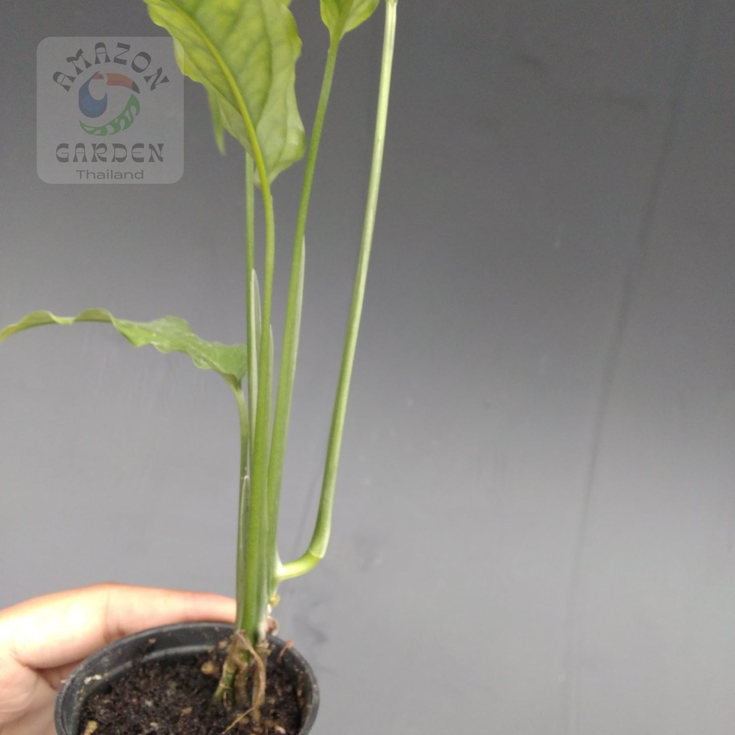 Monstera obliqua Tiwinza Narrow