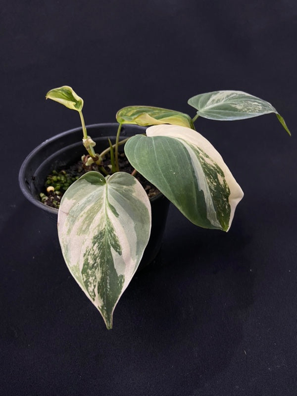 Philodendron Micans variegated