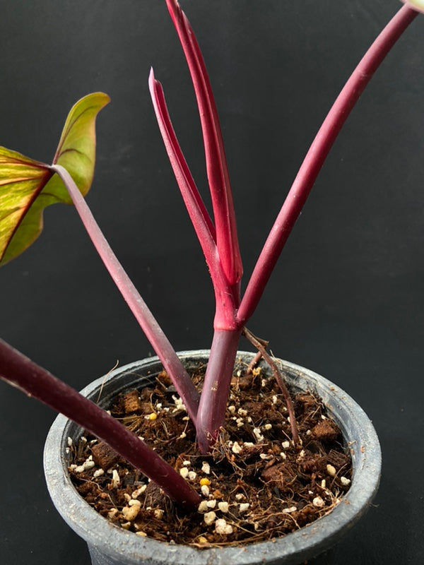 Philodendron Strawberry Shake