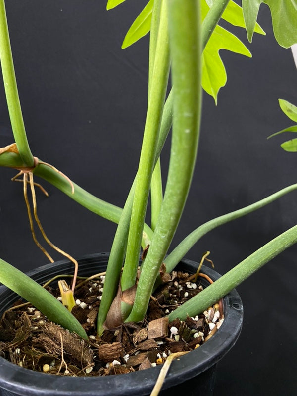 Philodendron radiatum variegated