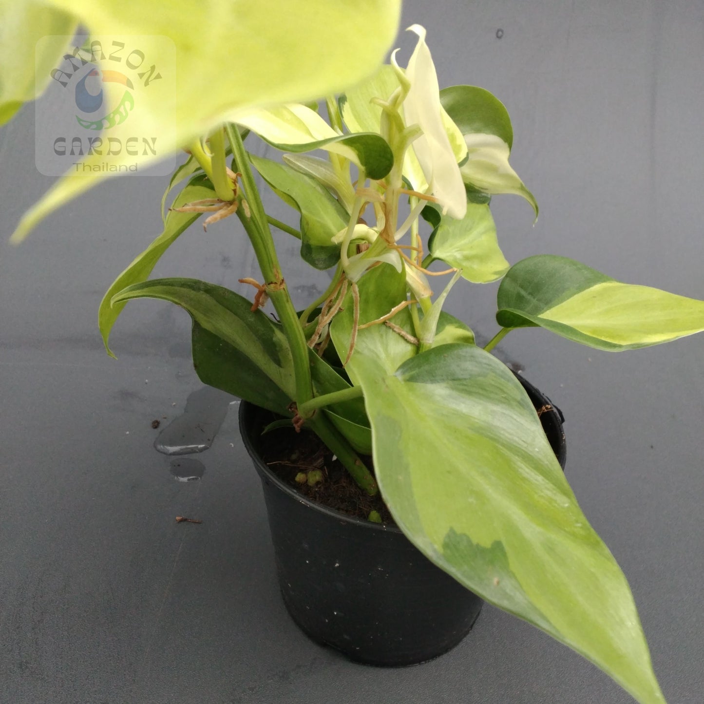 Philodendron hederaceum Cream Splash