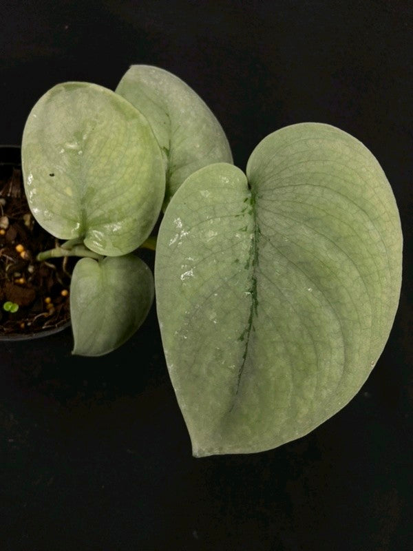 Scindapsus Platinum