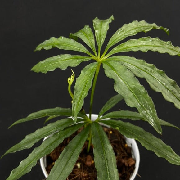 Anthurium polyschistum