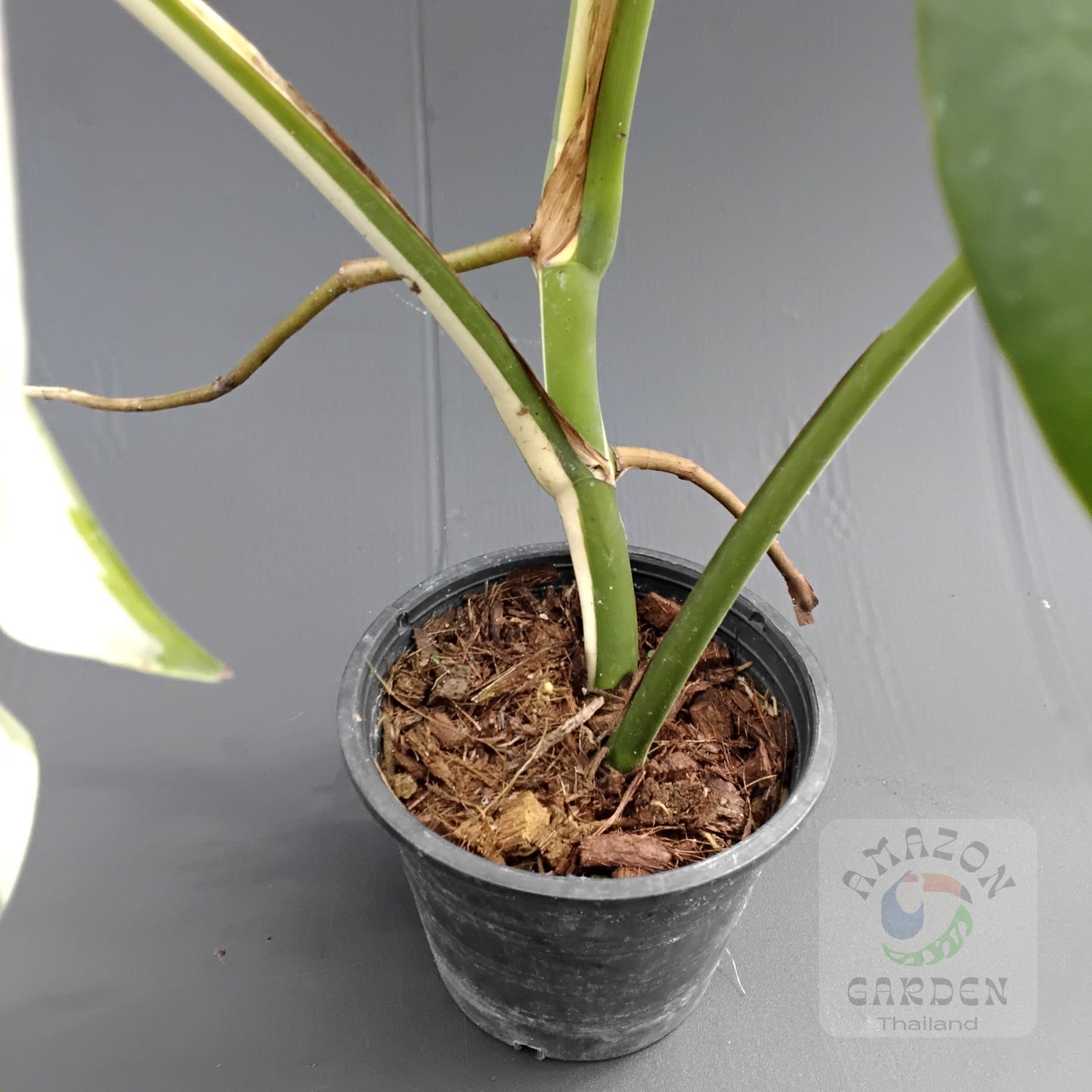 Monstera deliciosa albo