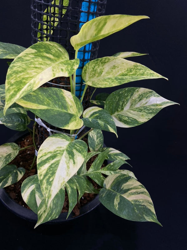 Epipremnum pinnatum Golden Star