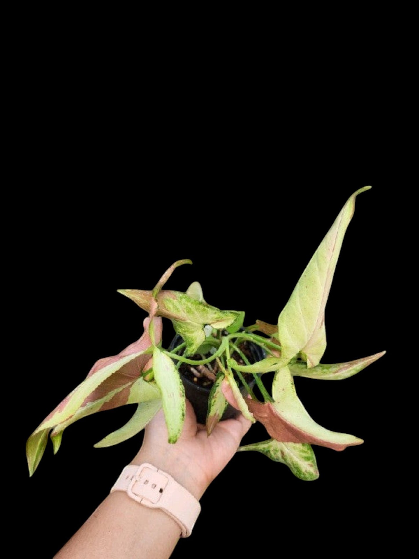 Syngonium Orm Nagpum