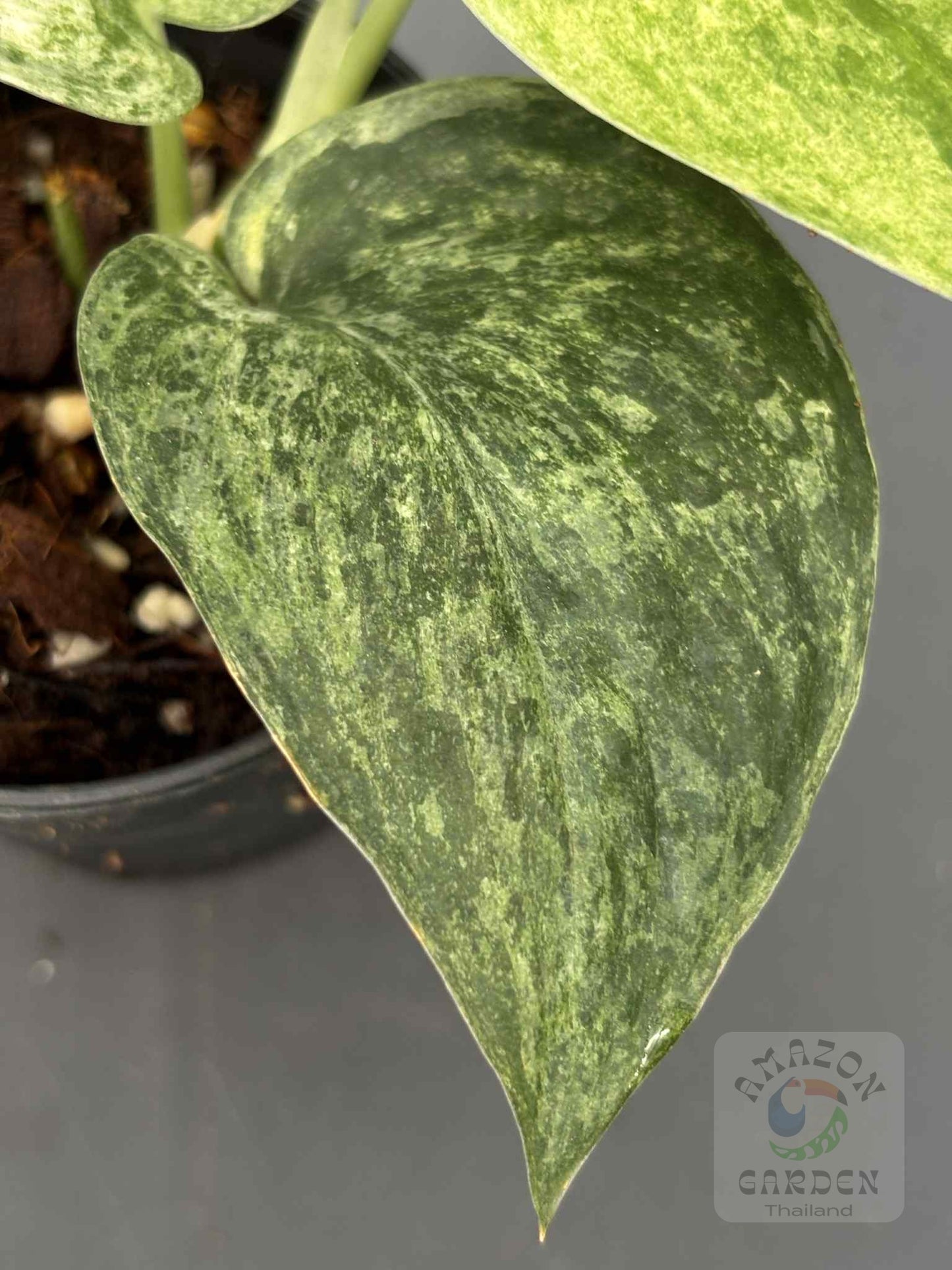 Scindapsus Marble Queen