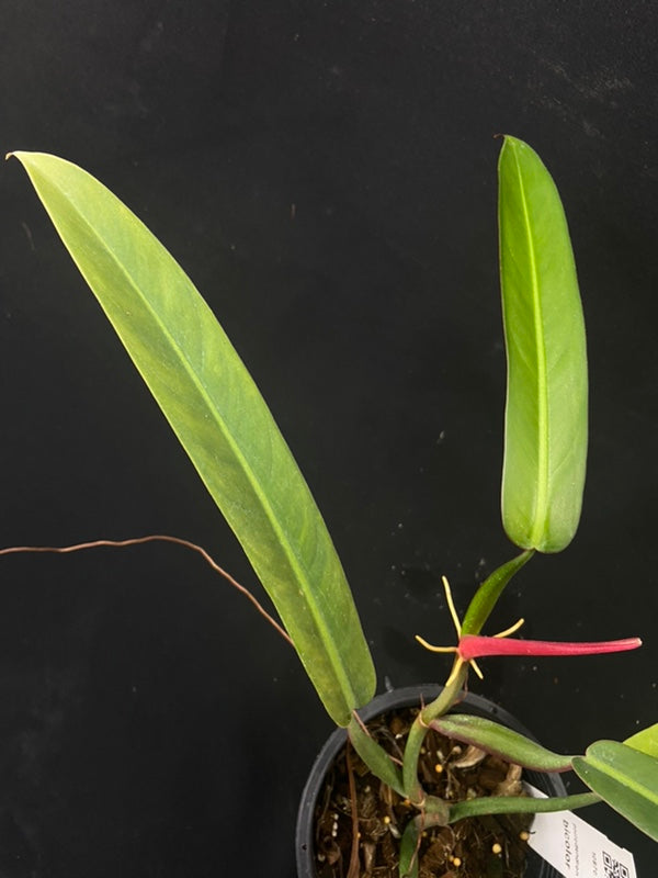 Philodendron bicolor