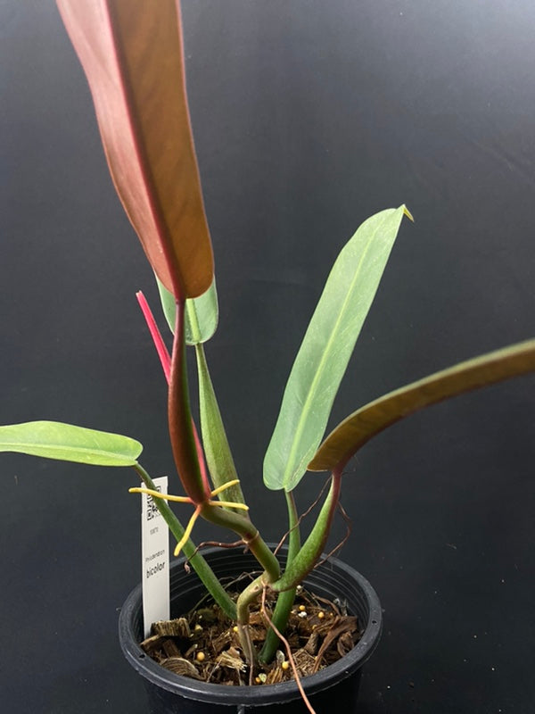 Philodendron bicolor