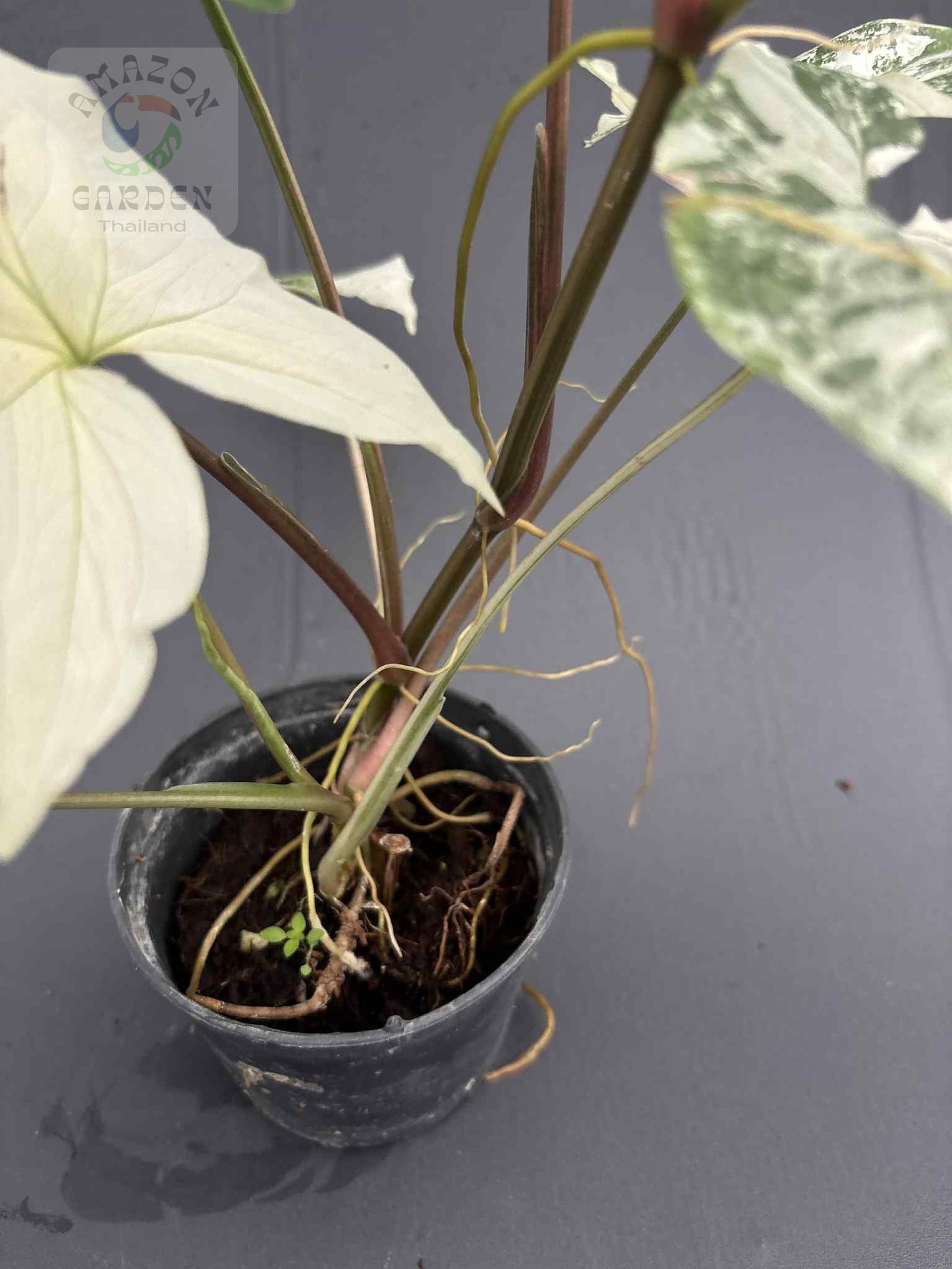 Syngonium podophyllum albo