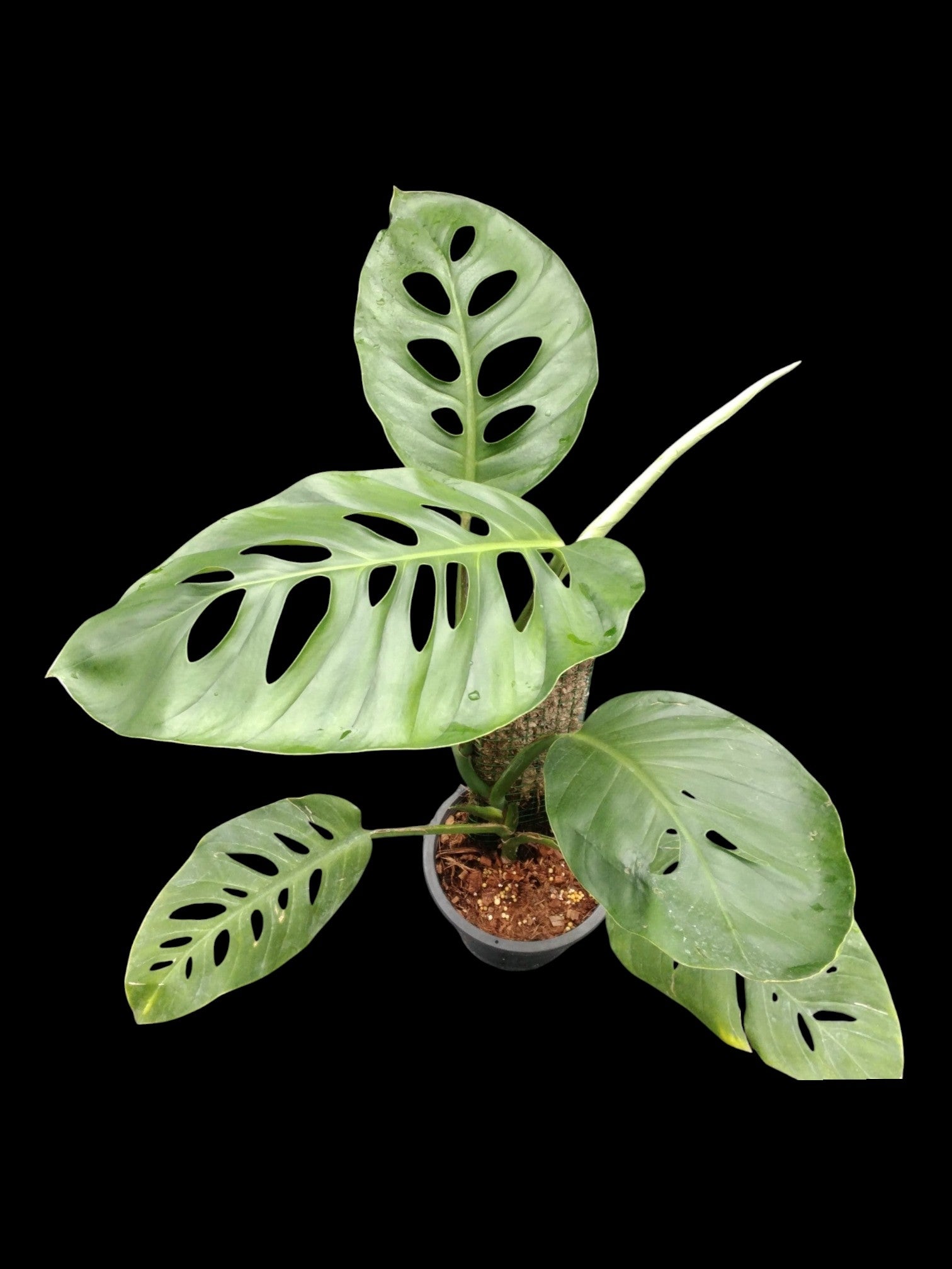 Monstera acuminata (L) – Amazon Garden Thailand