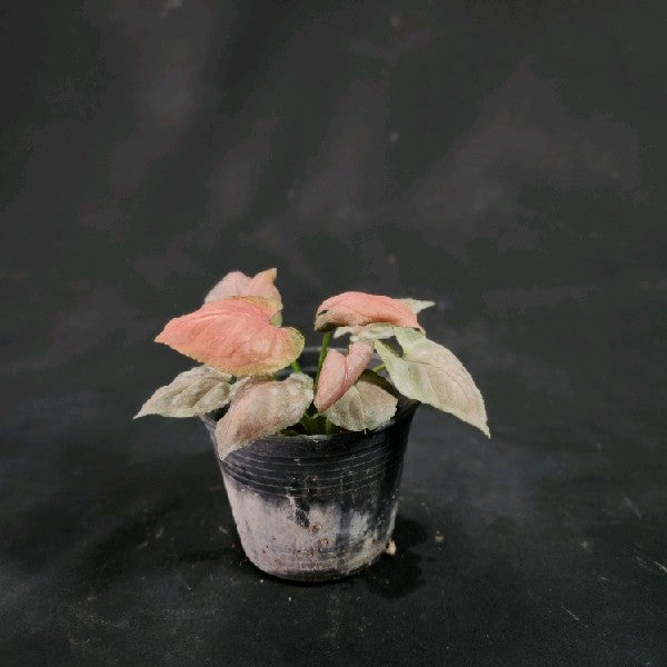 Syngonium Full Pink