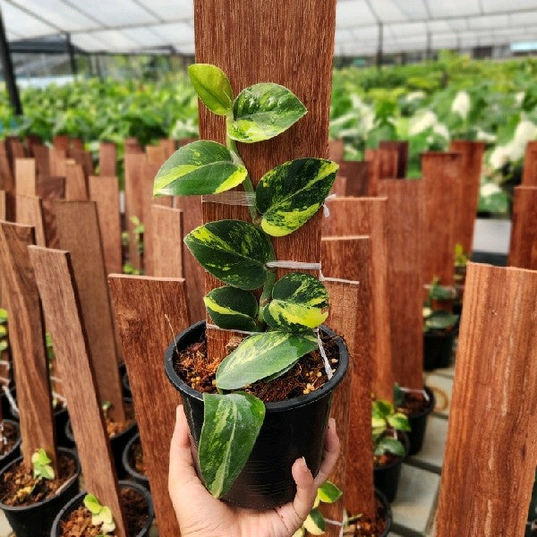 Rhaphidophora hayii aurea