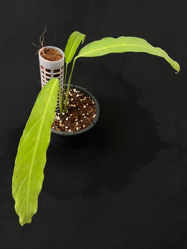 Monstera obliqua Tiwinza Narrow