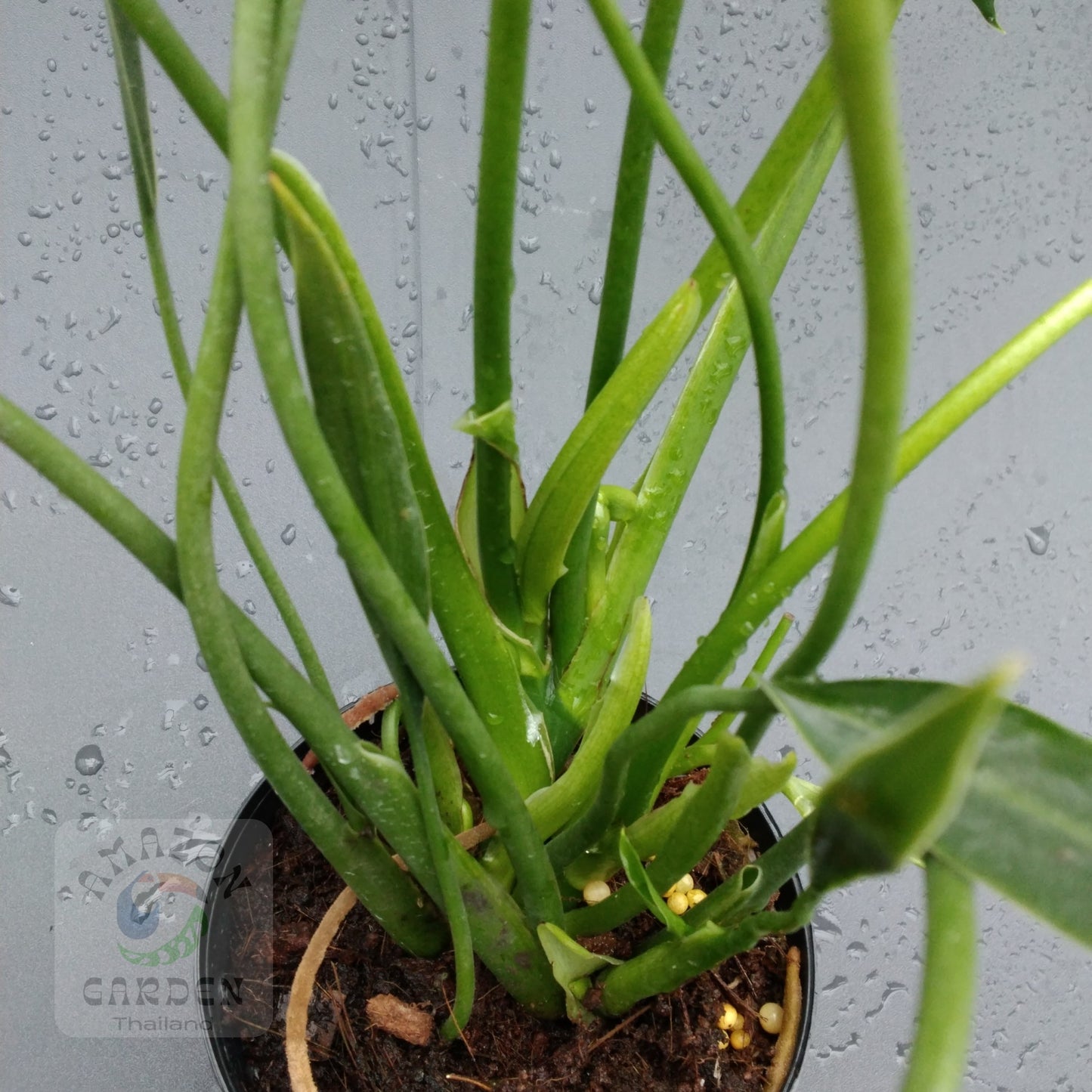 Philodendron Sucre Slim